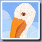 Gulf Shores Pelican